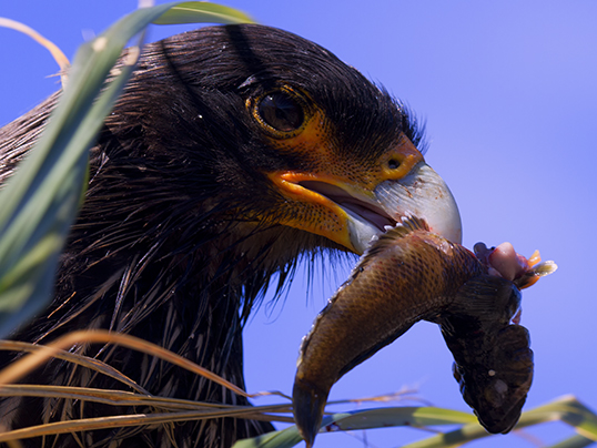 Caracara with fish