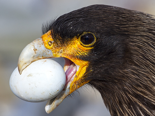 Caracara stealing cormorant egg