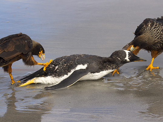 Caracaras feeding on gentoo penguin