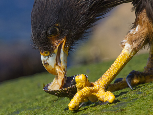 Caracara eating a limpet