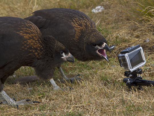 Young caracaras with ActionCamera