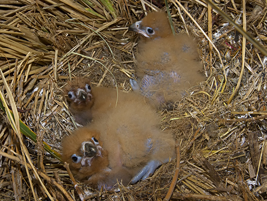 Caracara's chicks