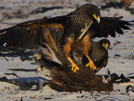 Caracara pair attacking juvenile