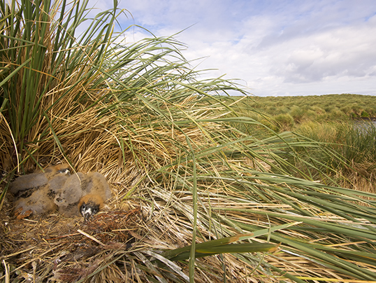 Caracara's nest on the coastline