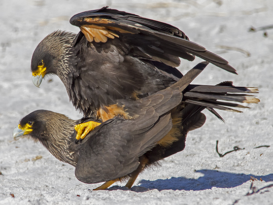 Caracara's mating