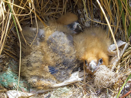 Two chick of different size