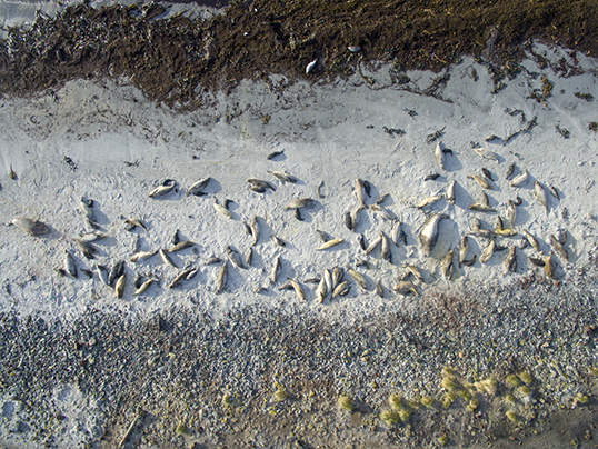 A seal harem from the drone