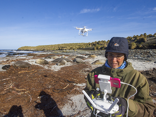 Flying a drone on a seal harem