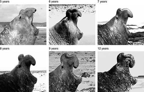 Growth of the proboscis (same male, 5 to 12 years of age)