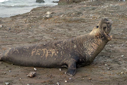 Male vocalizazion (northern elephant seal)