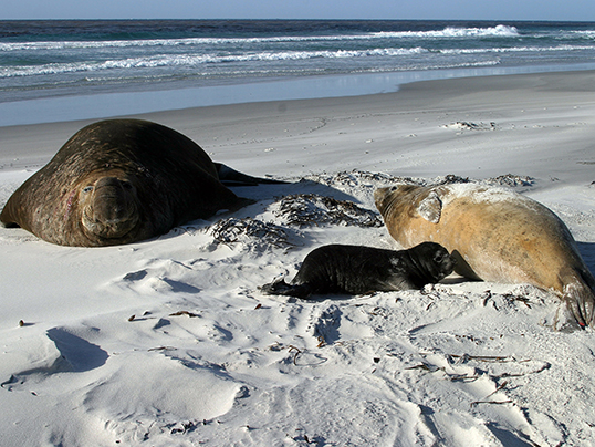 Southern elephant seals