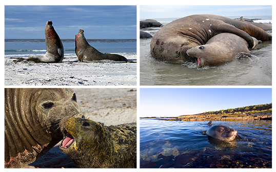 Elephant seal behaviour