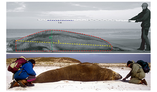 Photogrammetric measuremet of size