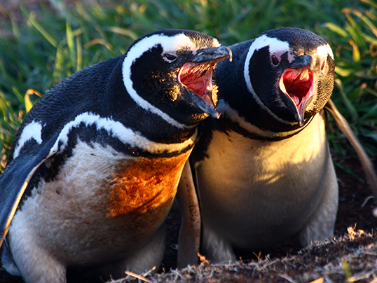 Magellanic penguin