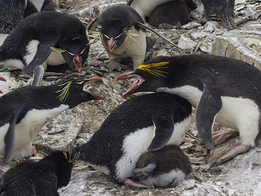 Macaroni penguin