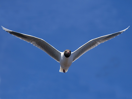 Brown-headed gull