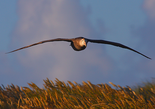 Giant petrel