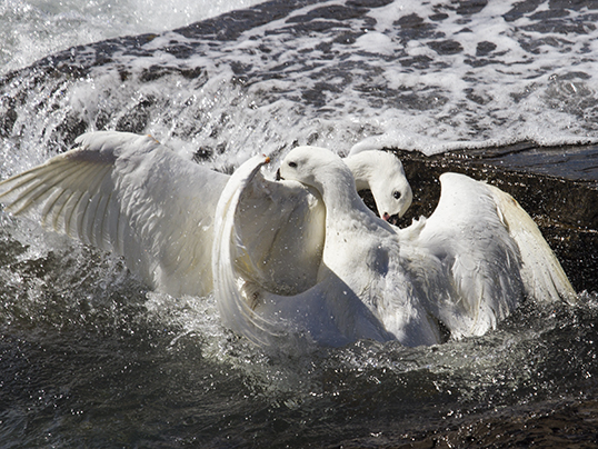 Kelp goose