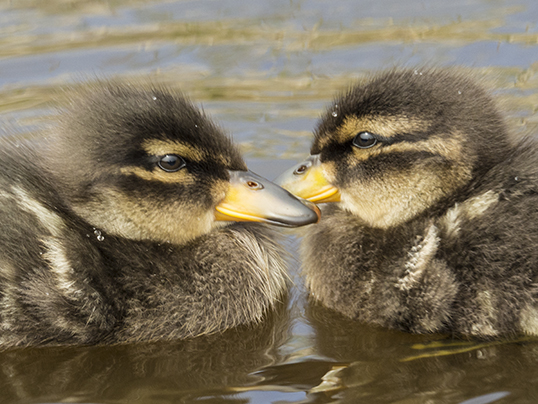 Yellow-billed teal