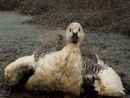 Upland goose