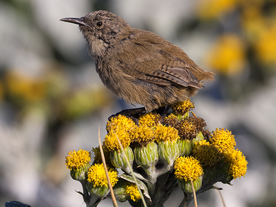 Wren