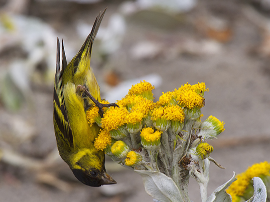 Black-chinned siskin