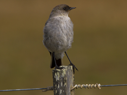 Dark-faced tyrant