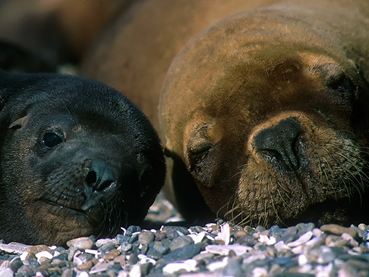 Sea lions