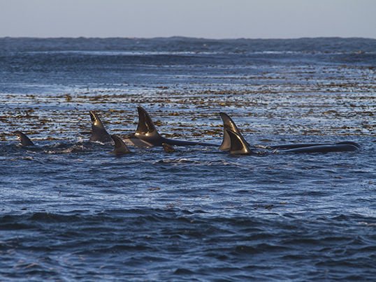 A killer whale pod