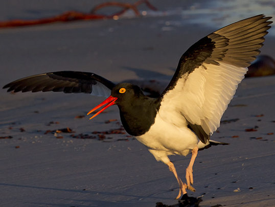 Pied oystercatcher