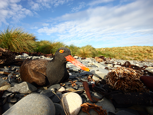 Black oystercatcher