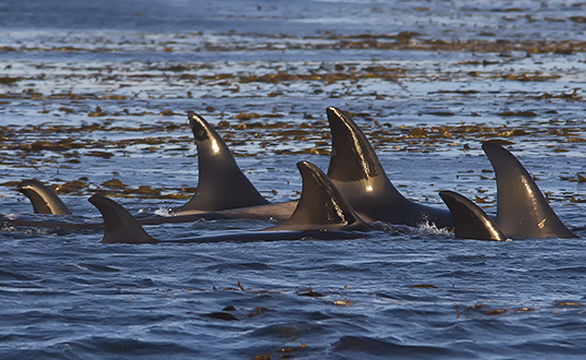 Killer whale group