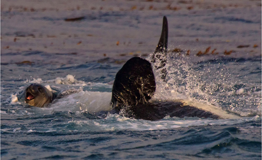 Predation on elephant seals