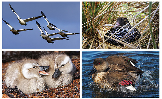 Ducks and geese.