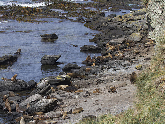 The sea lion colony