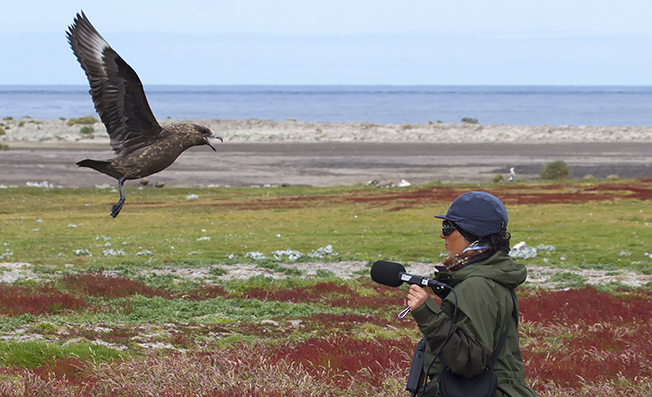 Skua's recording