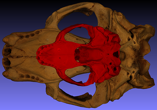 Male and female skull, bottom