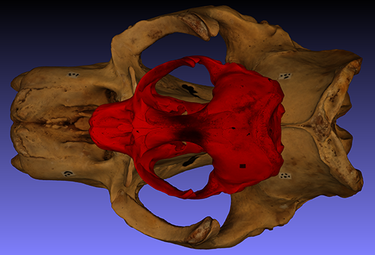 Male and female skull, top