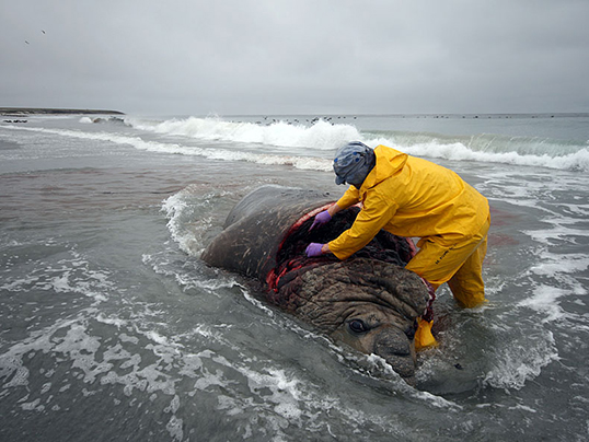 Removing the skull of AIKE