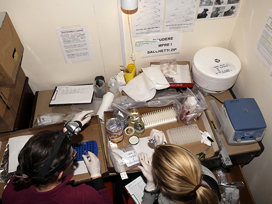 Blood samples processing