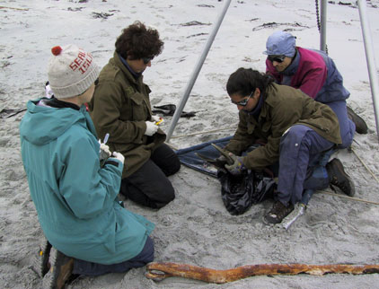 Volunteers at work