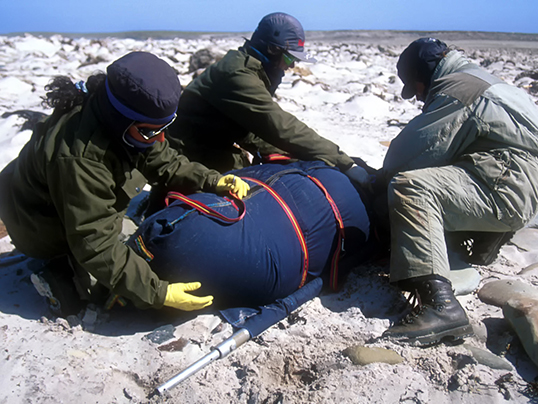 Capture of weaned pup