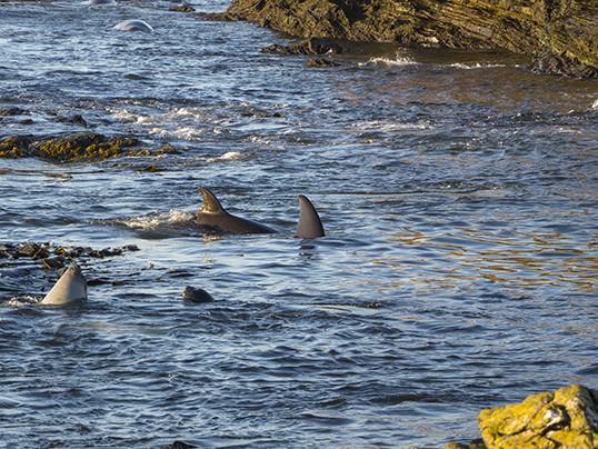 Whales getting into the weanling pool